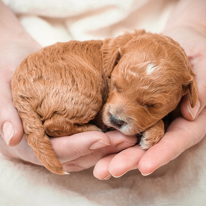 Micro Mini Goldendoodle Blue Collar Boy - RESERVED