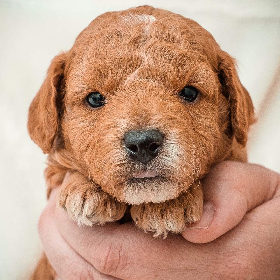 Micro Mini Goldendoodle Blue Collar Boy - RESERVED