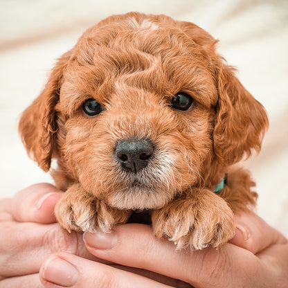 Micro Mini Goldendoodle Blue Collar Boy - RESERVED