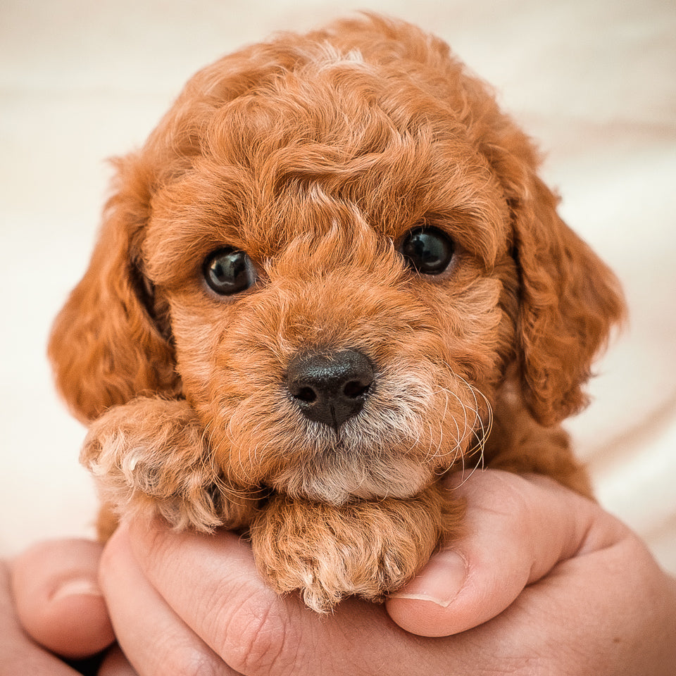 Micro Mini Goldendoodle Blue Collar Boy - RESERVED