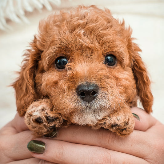 Micro Mini Goldendoodle Blue Collar Boy - RESERVED