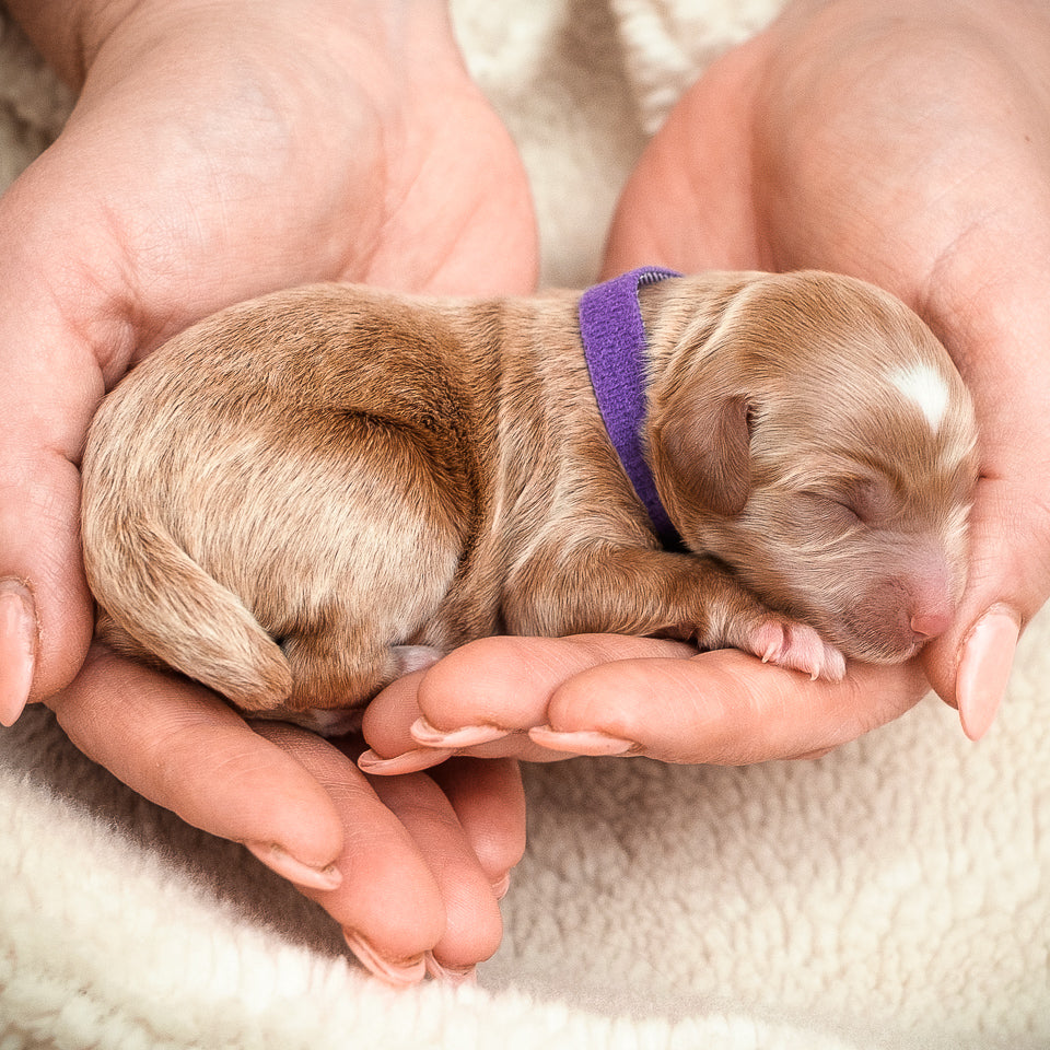 Purple Collar Girl - RESERVED for Jessica!