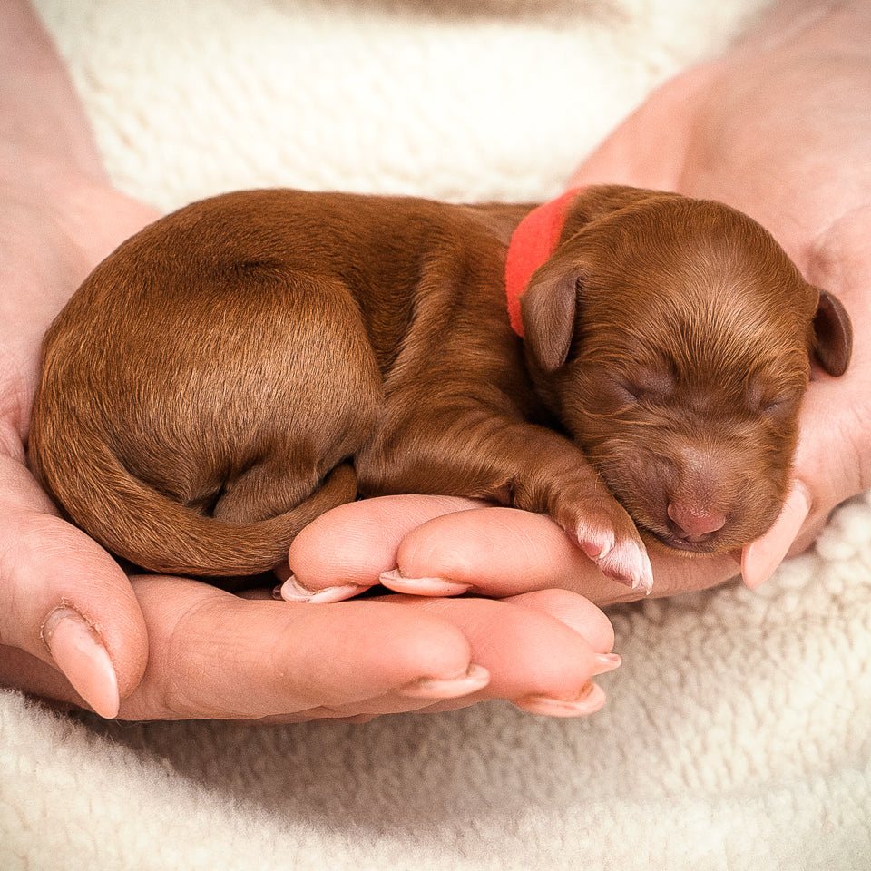 Red Collar Boy - RESERVED for Sky!