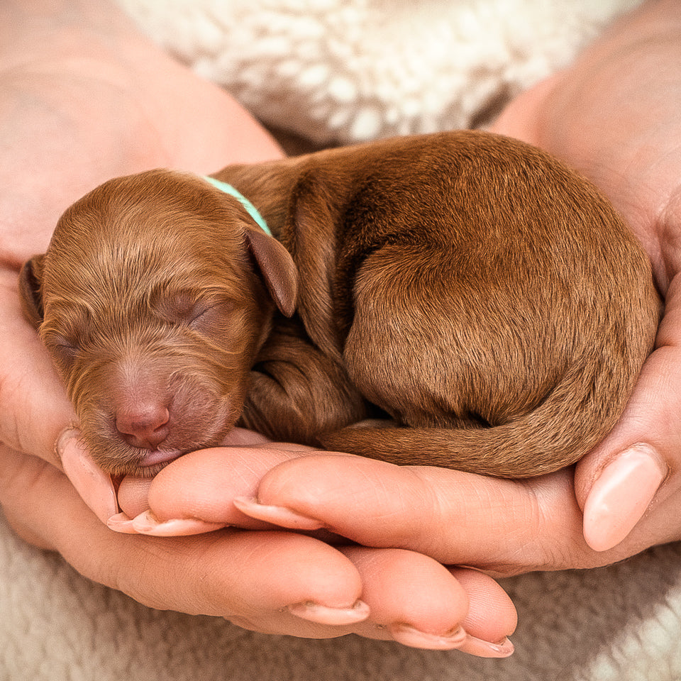 Teal Collar Girl - Available