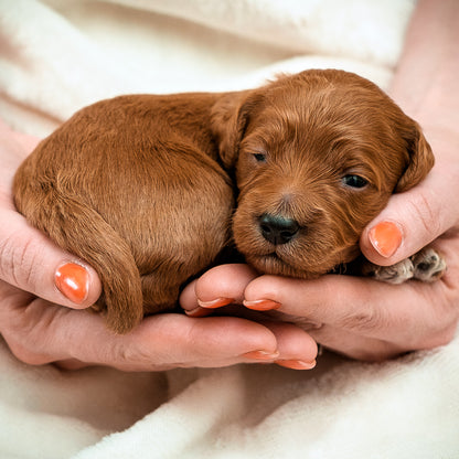 Teal Collar Girl - Available