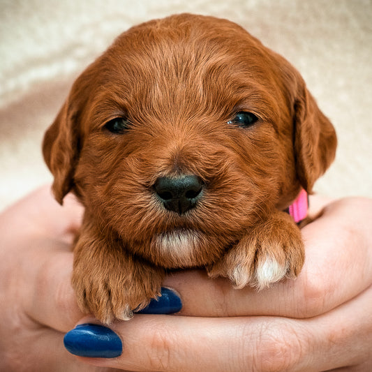 Pink Collar Girl - RESERVED for Greg!