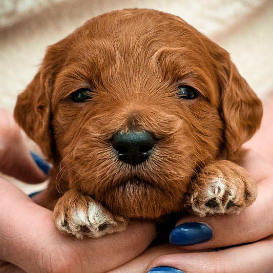 Teal Collar Girl - Available