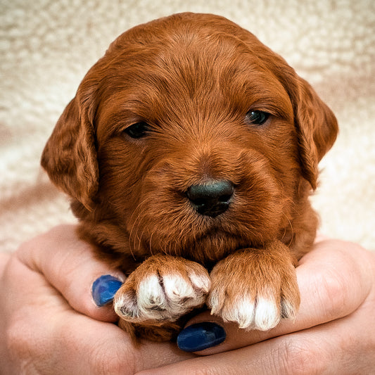 Red Collar Boy - RESERVED for Sky!