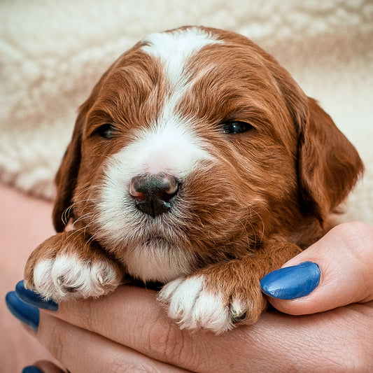 Orange Collar Boy - Available