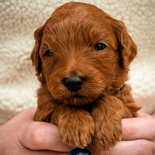 Brown Collar Boy - Available