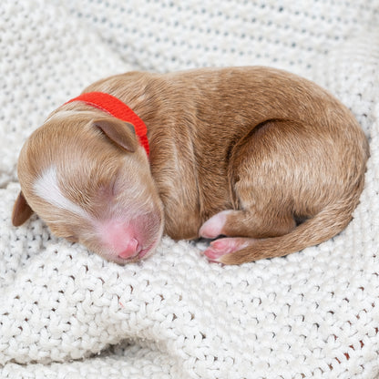 Mini Multigen Goldendoodle - Red Collar Boy - AVAILABLE