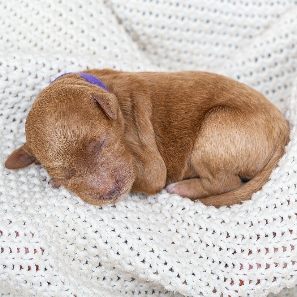 Mini Multigen Goldendoodle - Purple Collar Girl - AVAILABLE