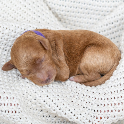 Mini Multigen Goldendoodle - Purple Collar Girl - AVAILABLE