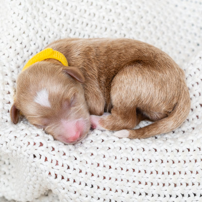 Mini Multigen Goldendoodle - Yellow Collar Girl - RESERVED for Chrissy!