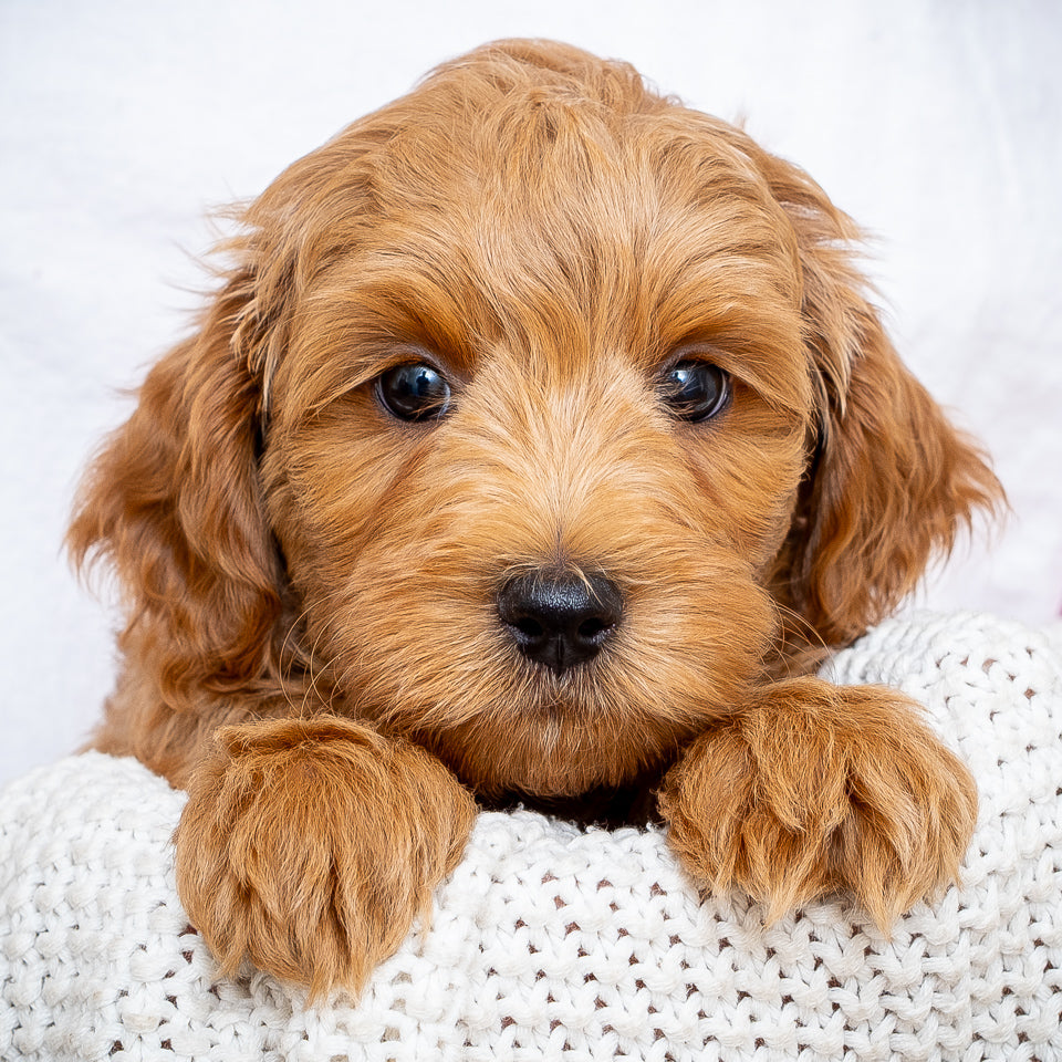 Mini Multigen Goldendoodle - Black Boy - RESERVED for Stephanie