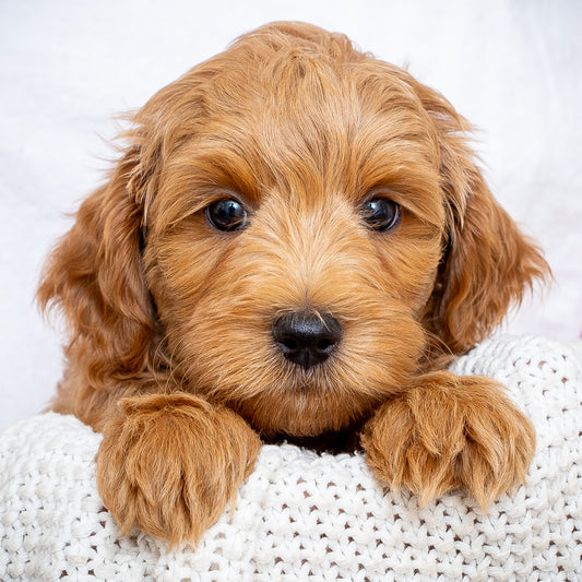 Mini Multigen Goldendoodle - Black Boy - RESERVED for Stephanie