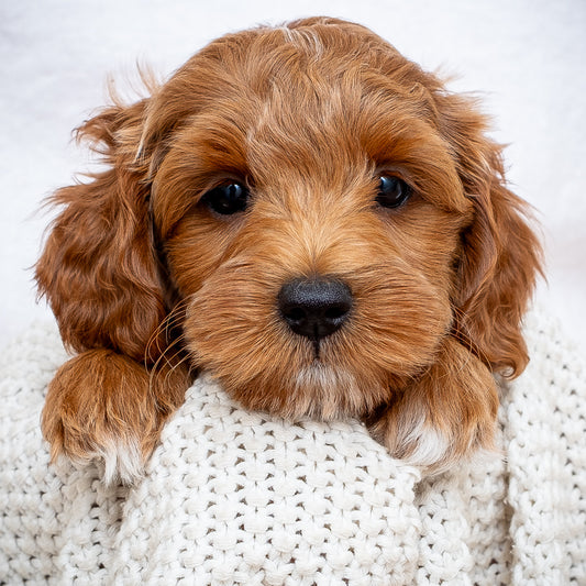 Mini Multigen Goldendoodle - Red Boy - RESERVED for Isaac!