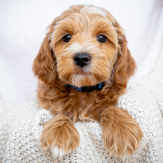 Mini Multigen Goldendoodle - Blue Boy - RESERVED for Kimberley!
