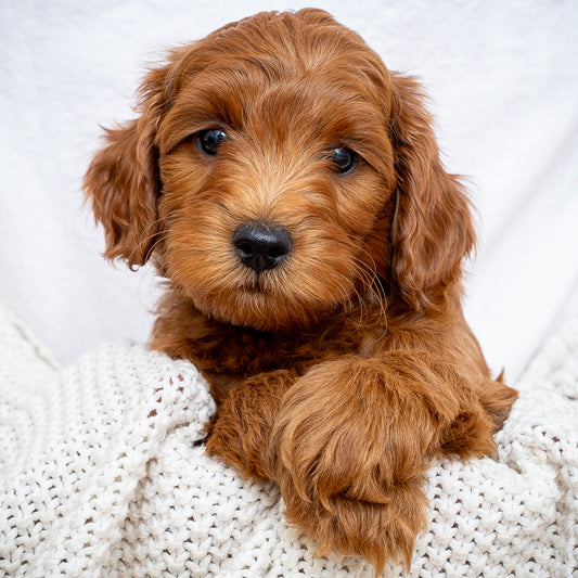 Mini Multigen Goldendoodle - Green Boy - RESERVED for Rachit