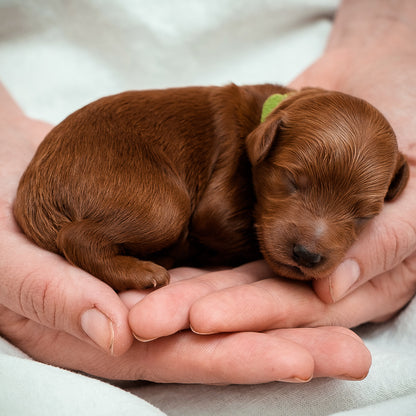 Mini Multigen Goldendoodle - Green Boy - AVAILABLE