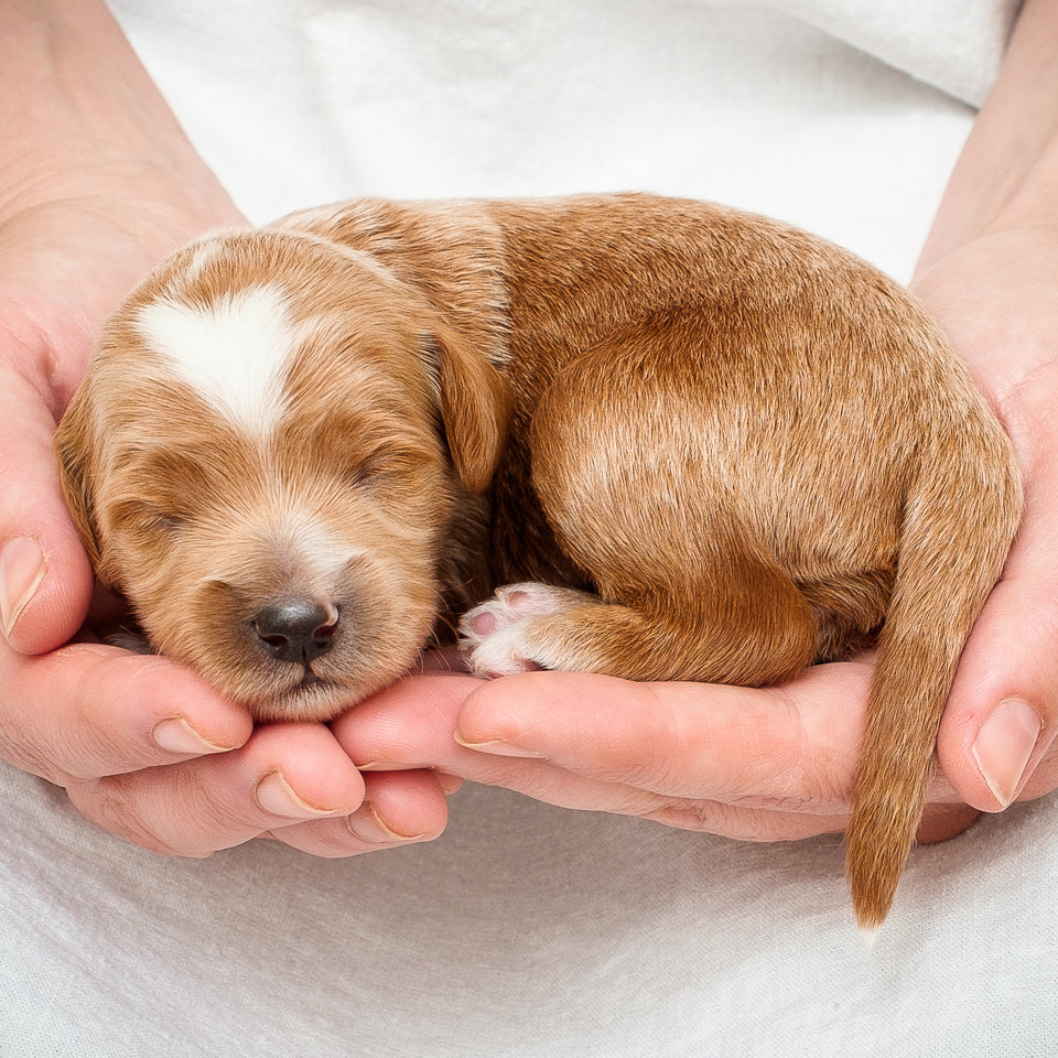 Mini Multigen Goldendoodle - Pink Girl RESERVED for Linh!