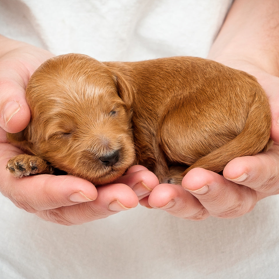 Mini Multigen Goldendoodle - Black Boy - RESERVED for Stephanie