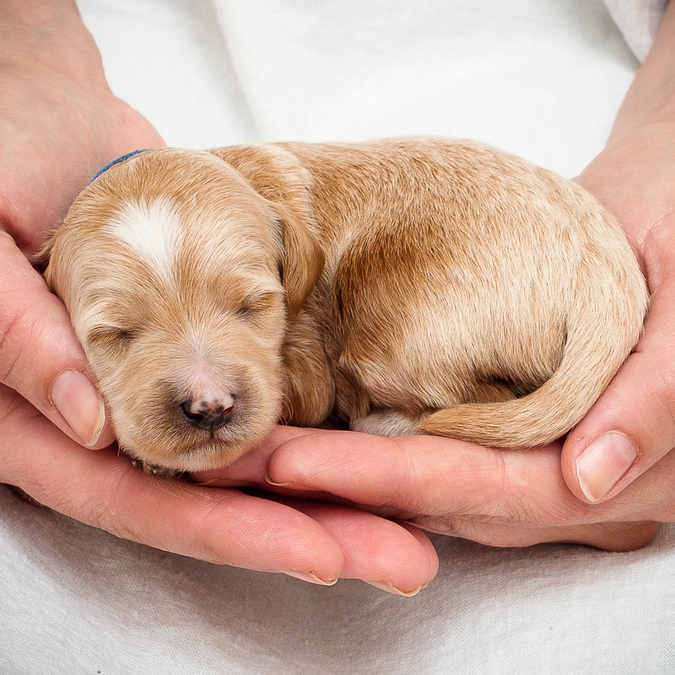 Mini Multigen Goldendoodle - Blue Boy - RESERVED for Kimberley!