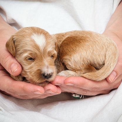 Mini Multigen Goldendoodle - Blue Boy - RESERVED for Kimberley!
