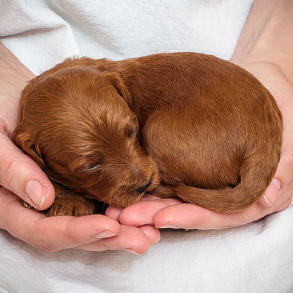 Mini Multigen Goldendoodle - Green Boy - RESERVED for Rachit