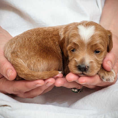 Mini Multigen Goldendoodle - Pink Girl RESERVED for Linh!