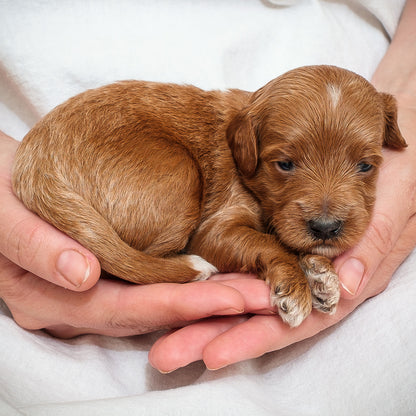 Mini Multigen Goldendoodle - Red Boy - RESERVED for Isaac!