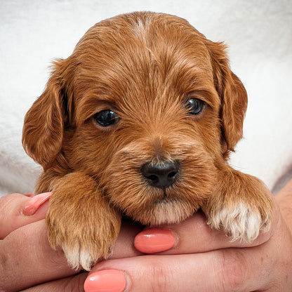 Mini Multigen Goldendoodle - Red Boy - RESERVED for Isaac!