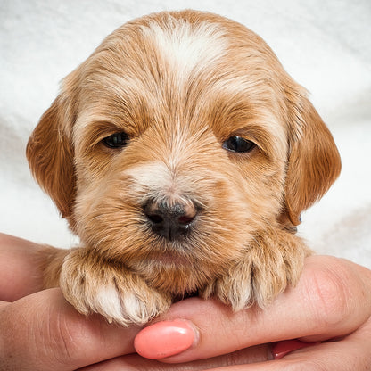 Mini Multigen Goldendoodle - Blue Boy - RESERVED for Kimberley!