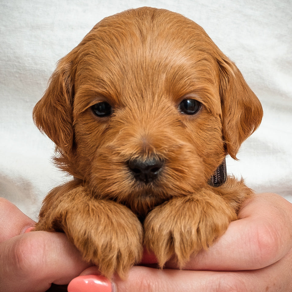 Mini Multigen Goldendoodle - Black Boy - RESERVED for Stephanie
