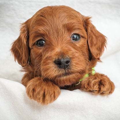 Mini Multigen Goldendoodle - Green Boy - RESERVED for Rachit