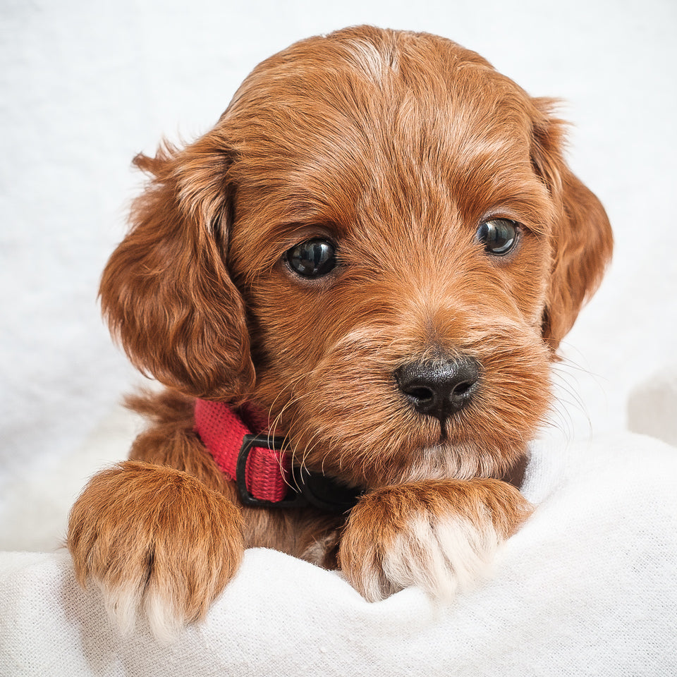 Mini Multigen Goldendoodle - Red Boy - RESERVED for Isaac!