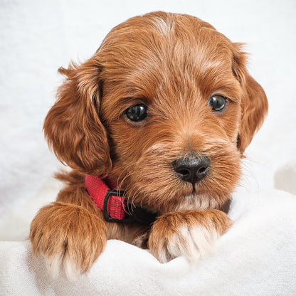Mini Multigen Goldendoodle - Red Boy - RESERVED for Isaac!