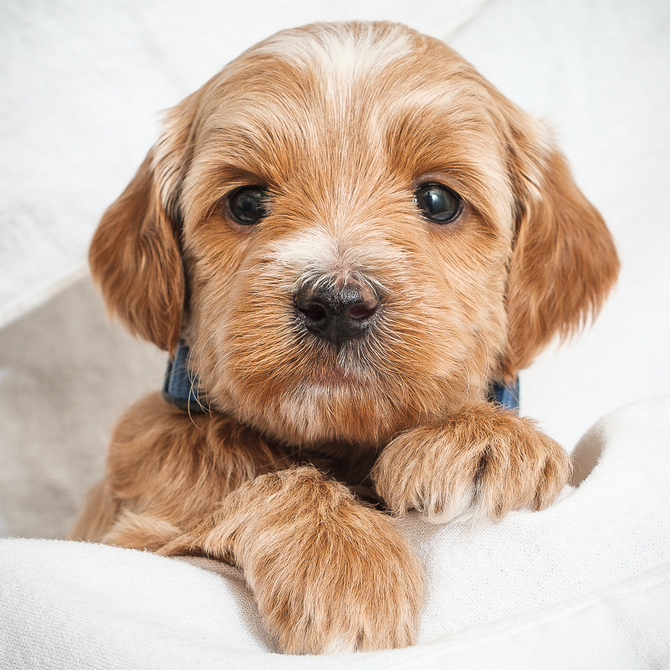 Mini Multigen Goldendoodle - Blue Boy - RESERVED for Kimberley!