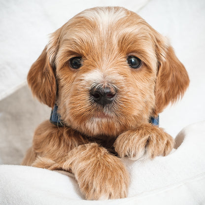 Mini Multigen Goldendoodle - Blue Boy - RESERVED for Kimberley!