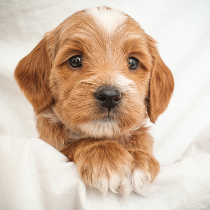 Mini Multigen Goldendoodle - Pink Girl RESERVED for Linh!