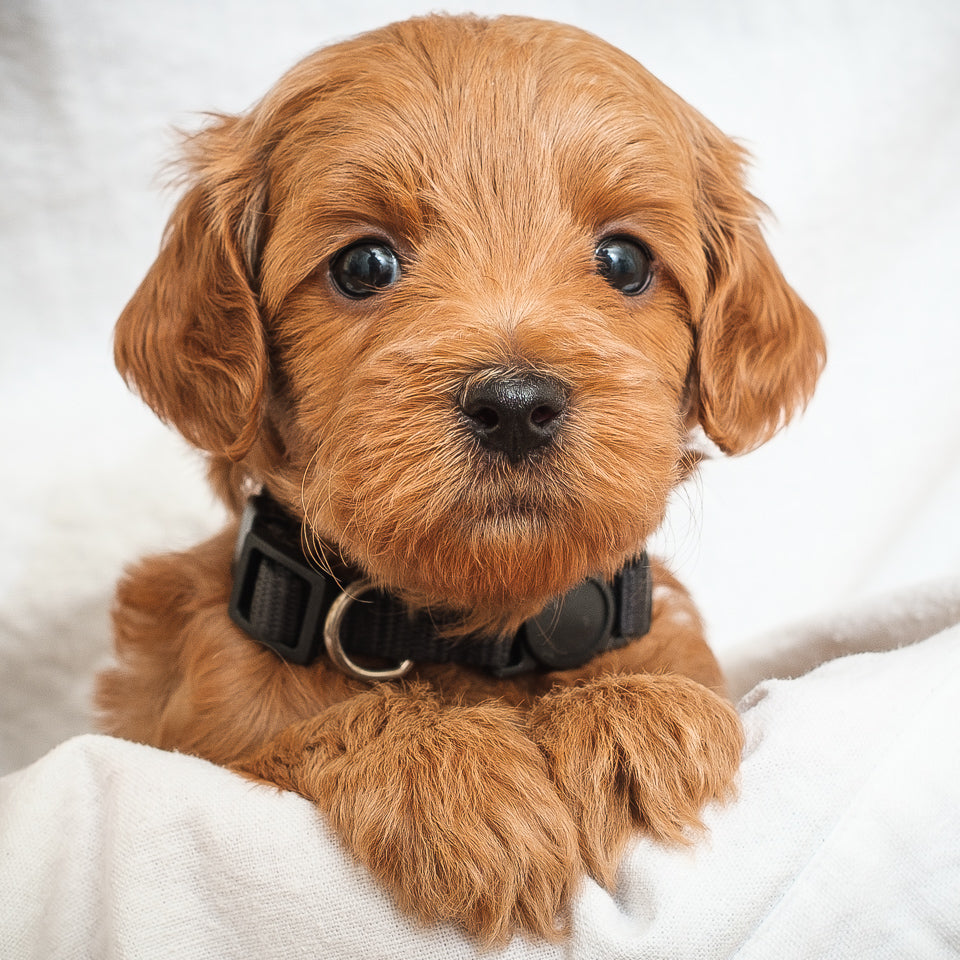 Mini Multigen Goldendoodle - Black Boy - RESERVED for Stephanie