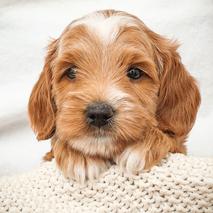 Mini Multigen Goldendoodle - Pink Girl RESERVED for Linh!