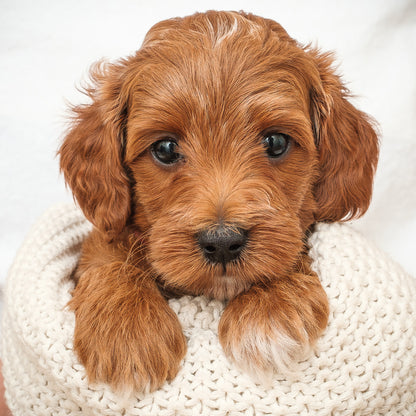 Mini Multigen Goldendoodle - Red Boy - RESERVED for Isaac!