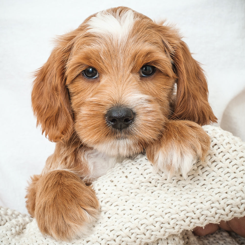 Mini Multigen Goldendoodle - Pink Girl RESERVED for Linh!