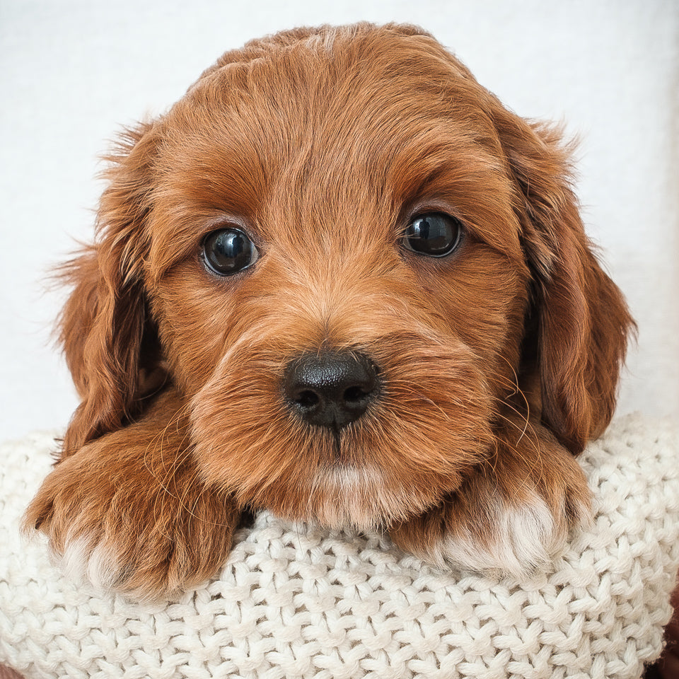 Mini Multigen Goldendoodle - Red Boy - RESERVED for Isaac!