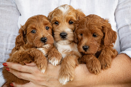 Deposit - Micro Mini Goldendoodle - April x Pip 2025