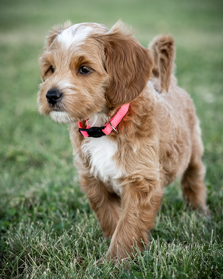 Final Payment Daphne’s Mini Goldendoodle Puppy