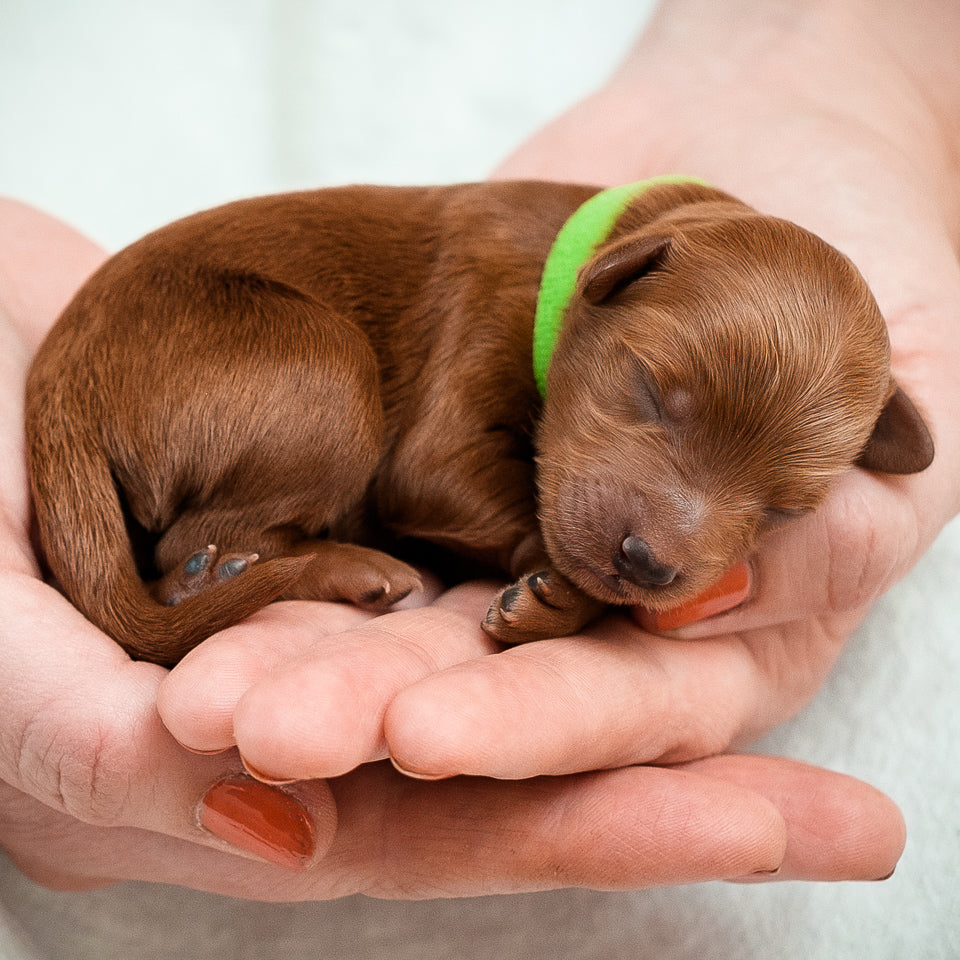 Mini Multigen Goldendoodle - Green Boy - AVAILABLE