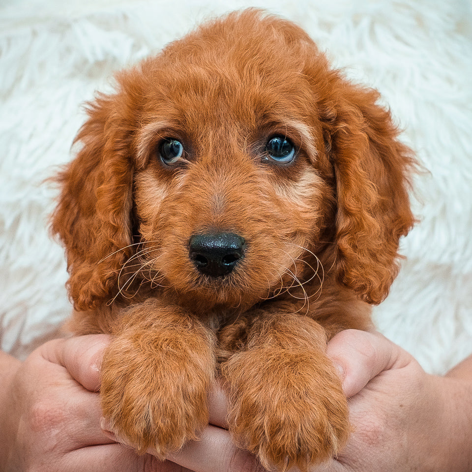 Mini Black Collar Boy - AVAILABLE