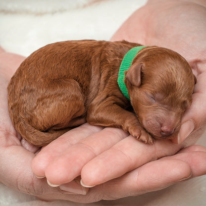 Mini F1bb Goldendoodle Green Collar Boy - RESERVED